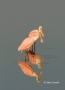 Roseate-Spoonbill;Spoonbill;Reflection;Ajaia-ajaja;One;two-animals;avifauna;bird